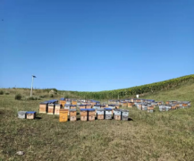 特克斯县蜂农通过网络营销结合旅游业提升蜂产品价值