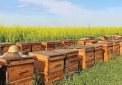 昭苏县蜂蜜产业化发展之路